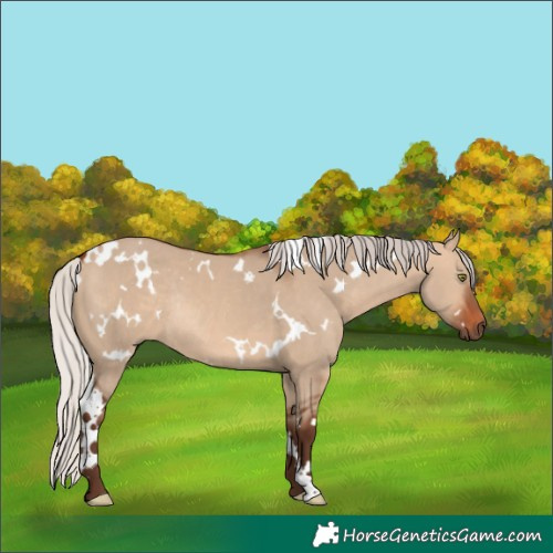 Horse Color:White Spotted Silver Brown Dun Rabicano