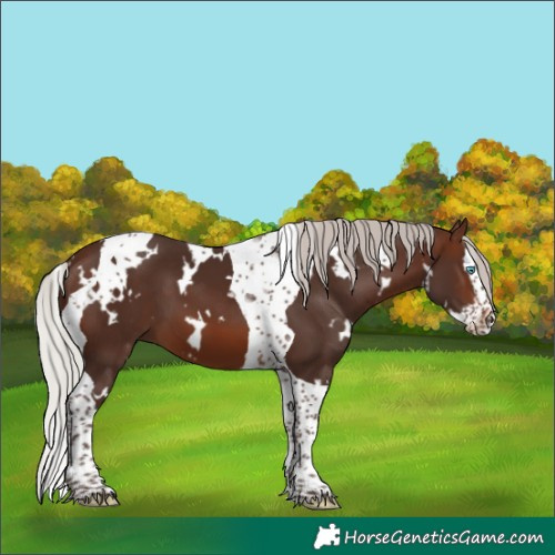 Horse Color:White Spotted Silver Brown Splash Tobiano 