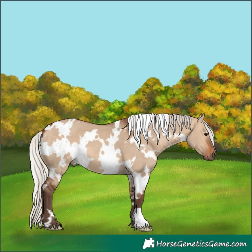 Horse Color:White Spotted Silver Brown Dun