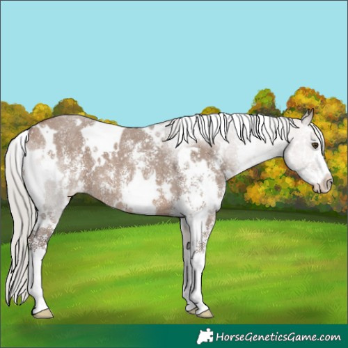 Horse Color:White Spotted Silver Brown Dun Sabino 