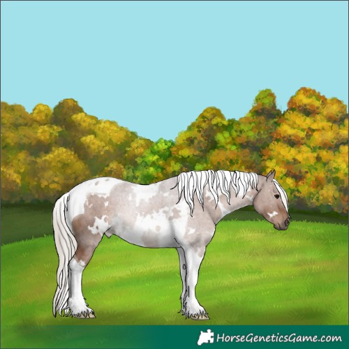 Horse Color:White Spotted Silver Black Tobiano