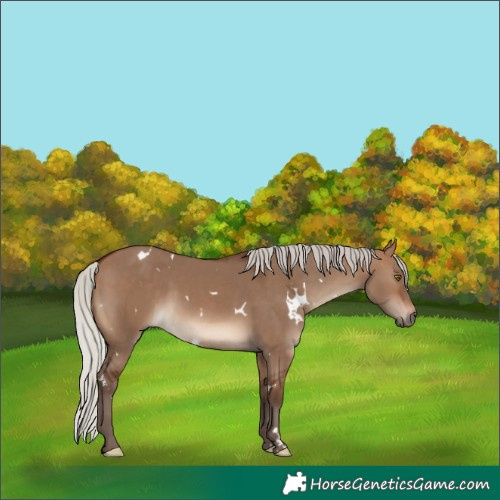 Horse Color:White Spotted Silver Brown Dun