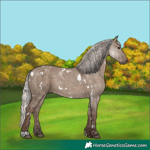 Horse Color:White Spotted Silver Grullo