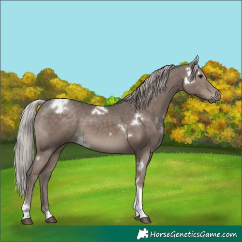 Horse Color:White Spotted Silver Black Tobiano 