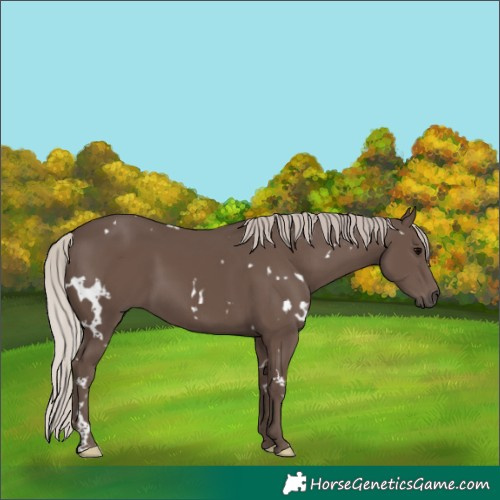 Horse Color:White Spotted Silver Black 