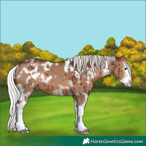Horse Color:White Spotted Silver Brown Dun Splash Brindle