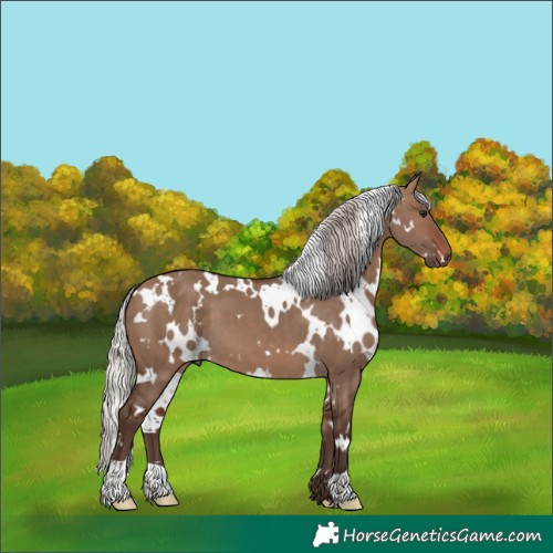 Horse Color:White Spotted Silver Brown Dun