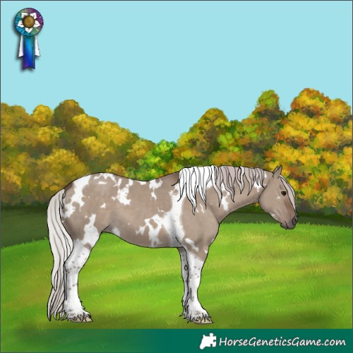 Horse Color:White Spotted Silver Grullo Tobiano