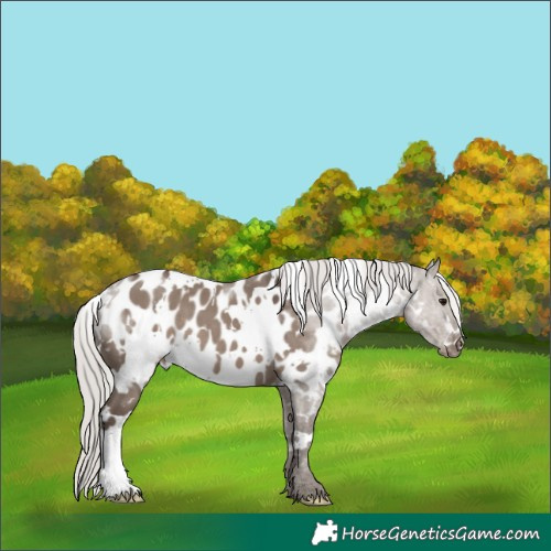 Horse Color:White Spotted Silver Grullo Near Leopard