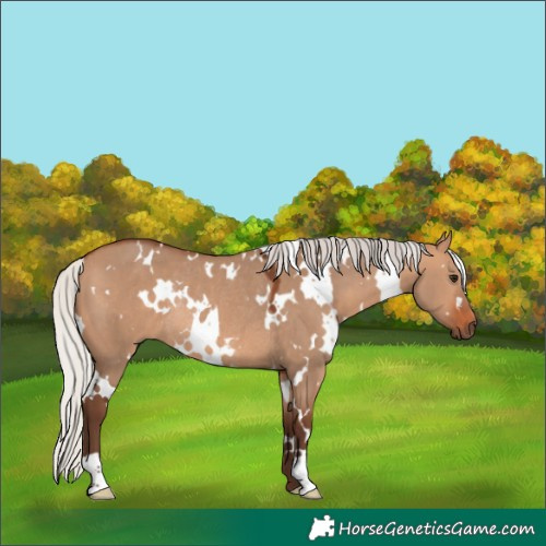 Horse Color:White Spotted Silver Bay Dun Rabicano 