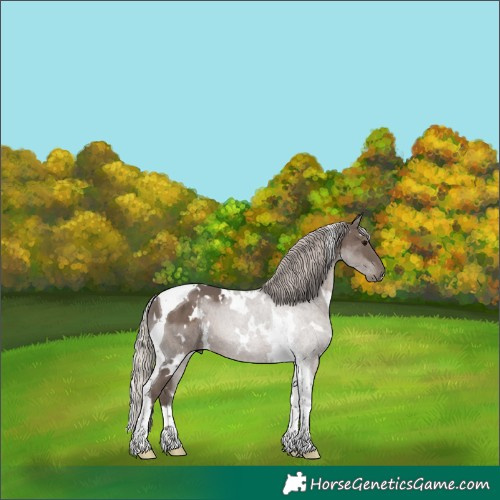 Horse Color:White Spotted Silver Black Tobiano 