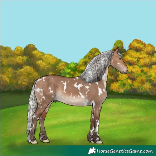 Horse Color:White Spotted Silver Bay Dun 