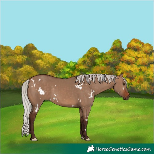 Horse Color:White Spotted Silver Brown Dun
