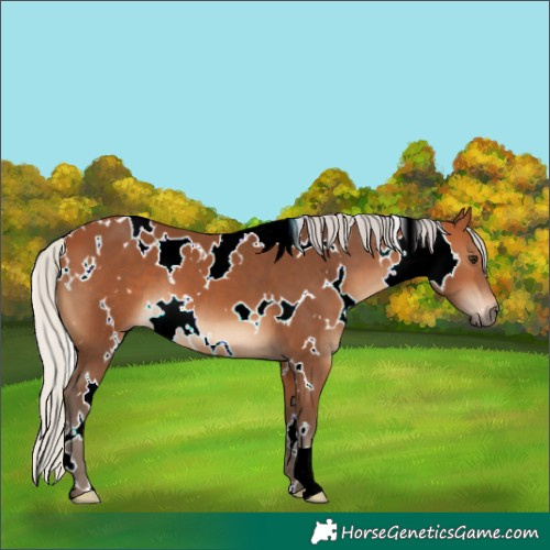 Horse Color:White Spotted Silver Bay 