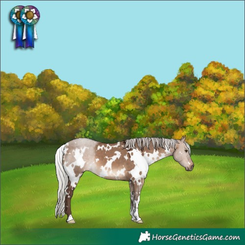Horse Color:White Spotted Silver Brown Dun 