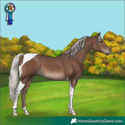 Horse Color:Silver Black Tobiano 