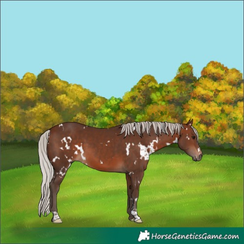 Horse Color:White Spotted Silver Brown 
