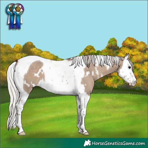 Horse Color:White Spotted Silver Grullo Splash Tobiano