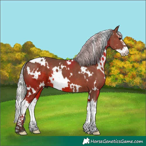 Horse Color:White Spotted Silver Black Splash