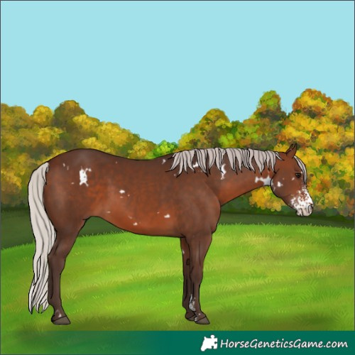 Horse Color:White Spotted Silver Brown Sabino Rabicano 