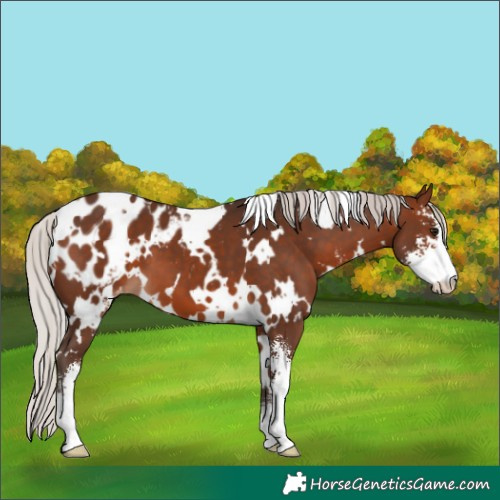 Horse Color:White Spotted Silver Bay Sabino Blanket