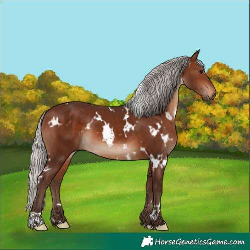 Horse Color:White Spotted Silver Brown Rabicano