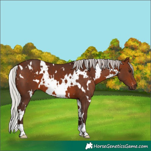 Horse Color:White Spotted Silver Brown