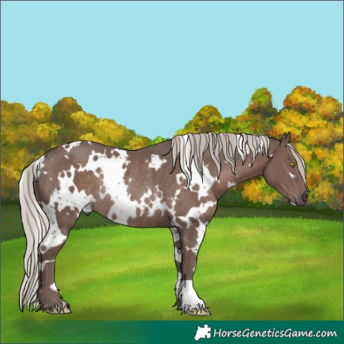 Horse Color:White Spotted Silver Black Rabicano 