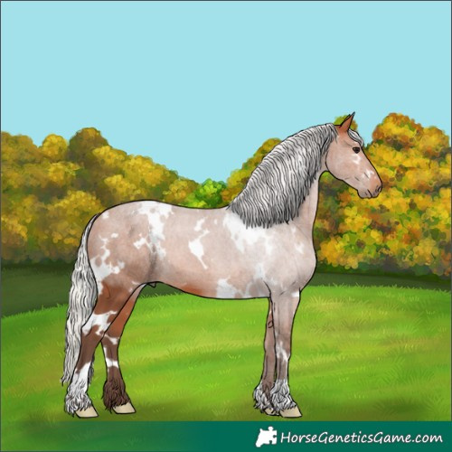 Horse Color:White Spotted Silver Bay 