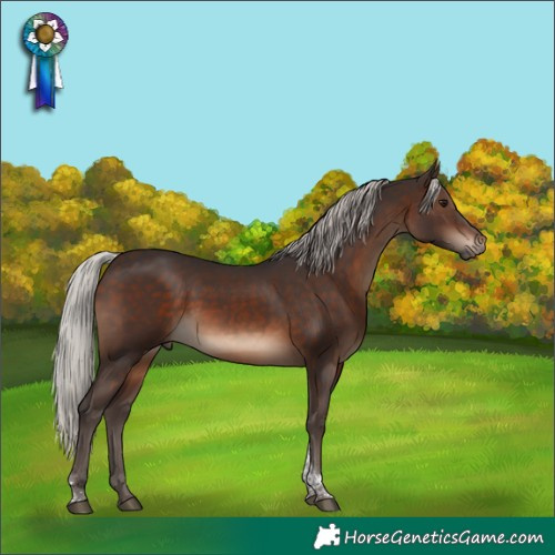 Horse Color:Silver Brown Tobiano 