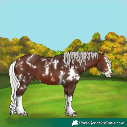 Horse Color:White Spotted Silver Brown Sabino Splash 