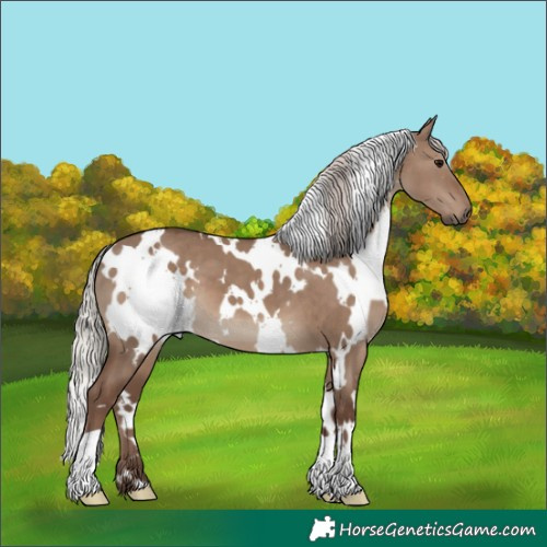 Horse Color:White Spotted Silver Grullo 