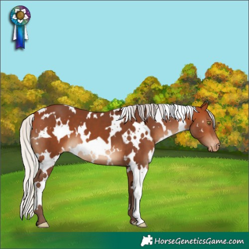 Horse Color:White Spotted Silver Bay Varnish