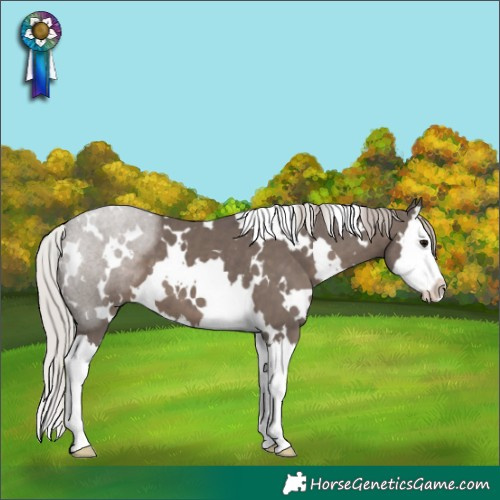 Horse Color:White Spotted Silver Black Splash