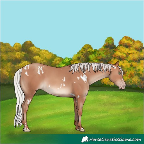 Horse Color:White Spotted Silver Sable Champagne