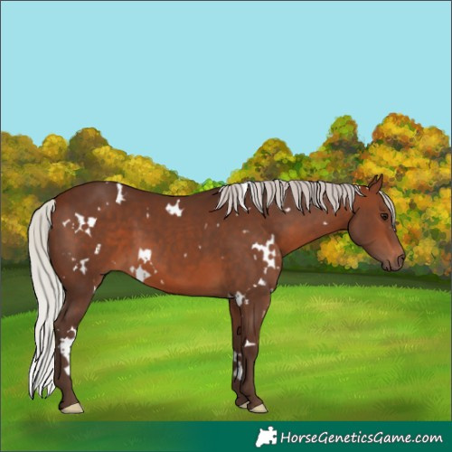 Horse Color:White Spotted Silver Brown 