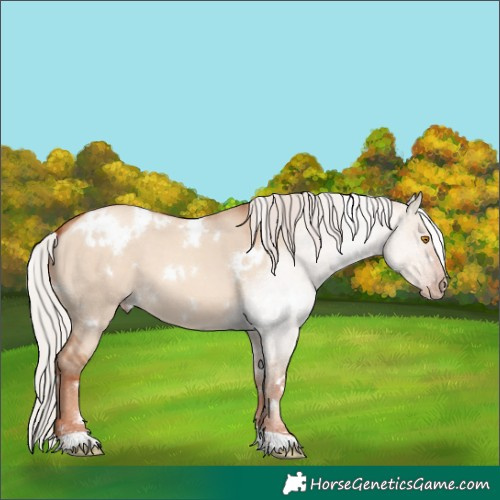 Horse Color:White Spotted Silver Classic Champagne Dun 