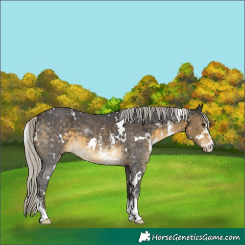 Horse Color:White Spotted Silver Buckskin Sabino