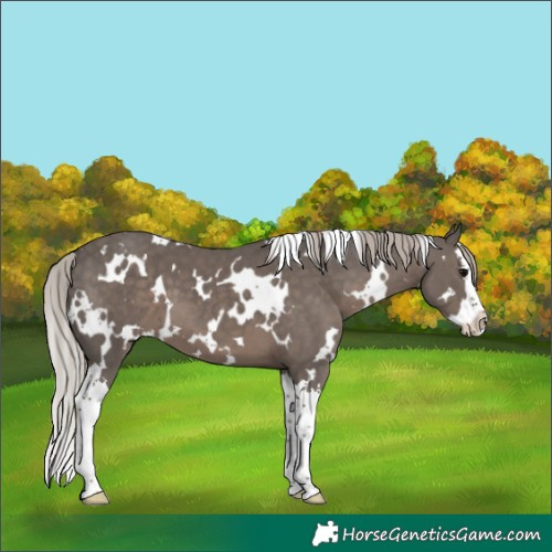 Horse Color:White Spotted Silver Black Splash