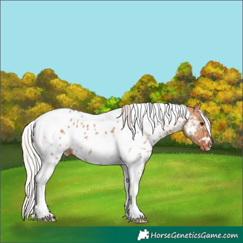 Horse Color:White Spotted Silver Bay Dun Tobiano Near Leopard