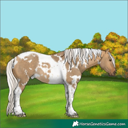 Horse Color:White Spotted Silver Buckskin Dun Tobiano Rabicano