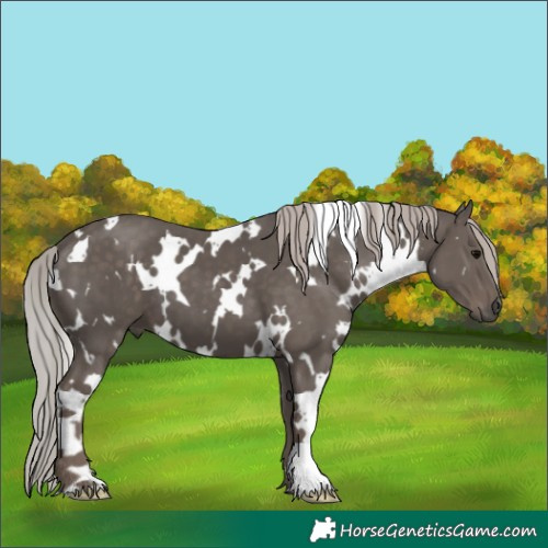 Horse Color:White Spotted Silver Black 