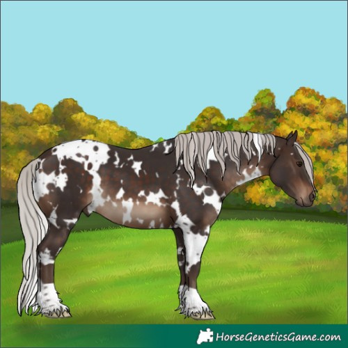 Horse Color:White Spotted Silver Brown 