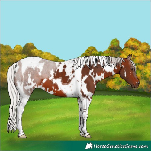 Horse Color:White Spotted Silver Brown Tobiano
