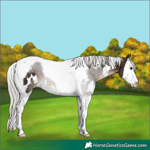 Horse Color:White Spotted Silver Brown Splash Tobiano