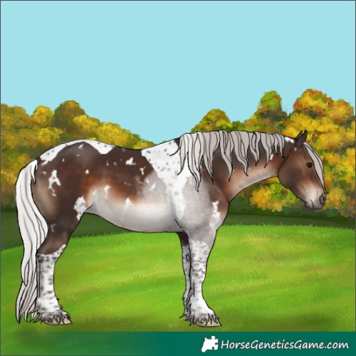 Horse Color:White Spotted Silver Brown Tobiano