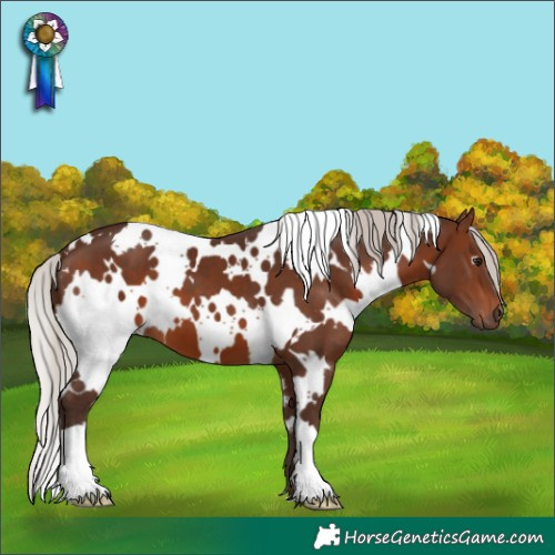 Horse Color:White Spotted Silver Brown