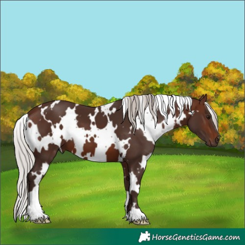 Horse Color:White Spotted Silver Brown 