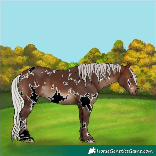 Horse Color:White Spotted Silver Brown