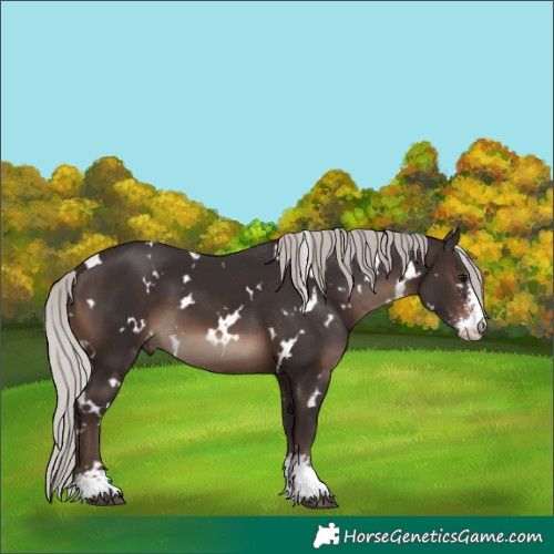 Horse Color:White Spotted Silver Brown Sabino